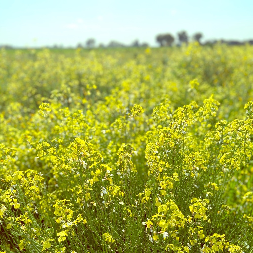 Meet your Posher, Desiree